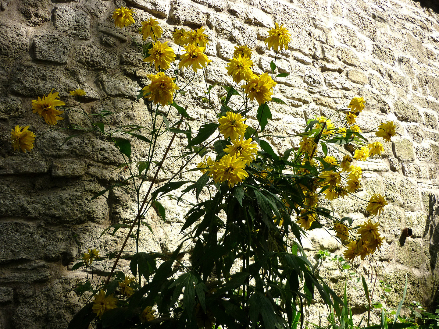 Mauerblümchen