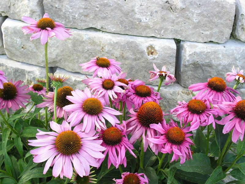 Mauerblümchen