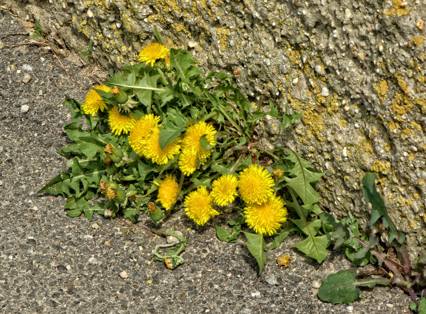 ..Mauerblümchen..