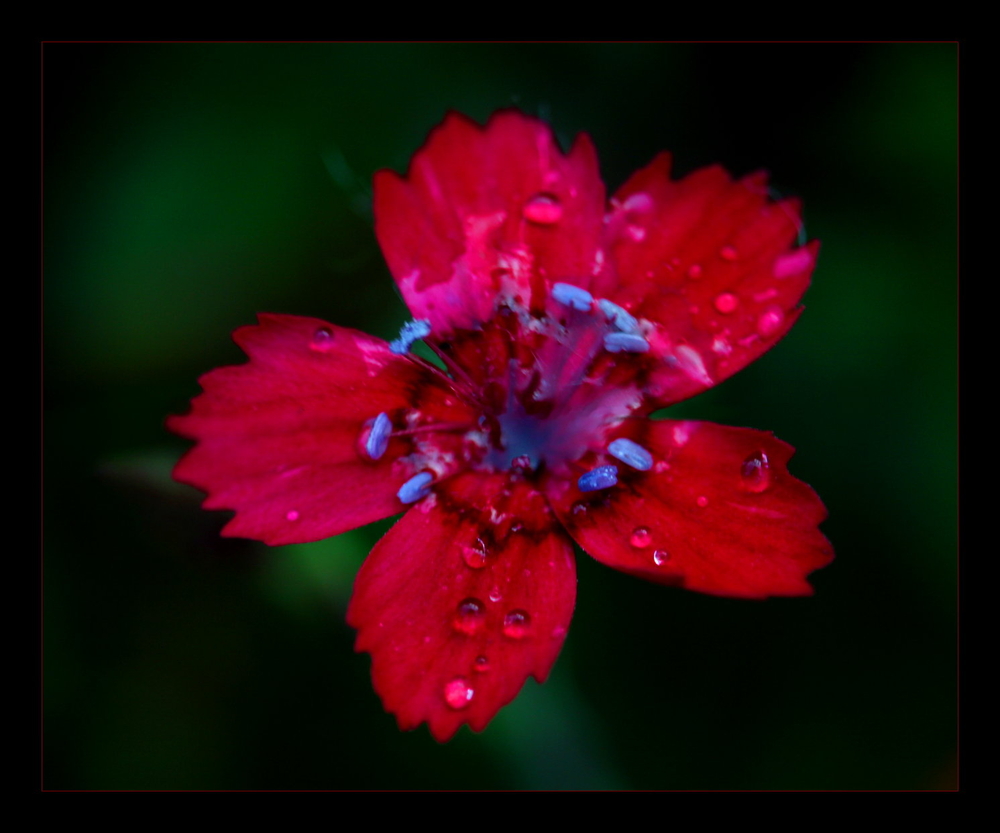 Mauerblümchen