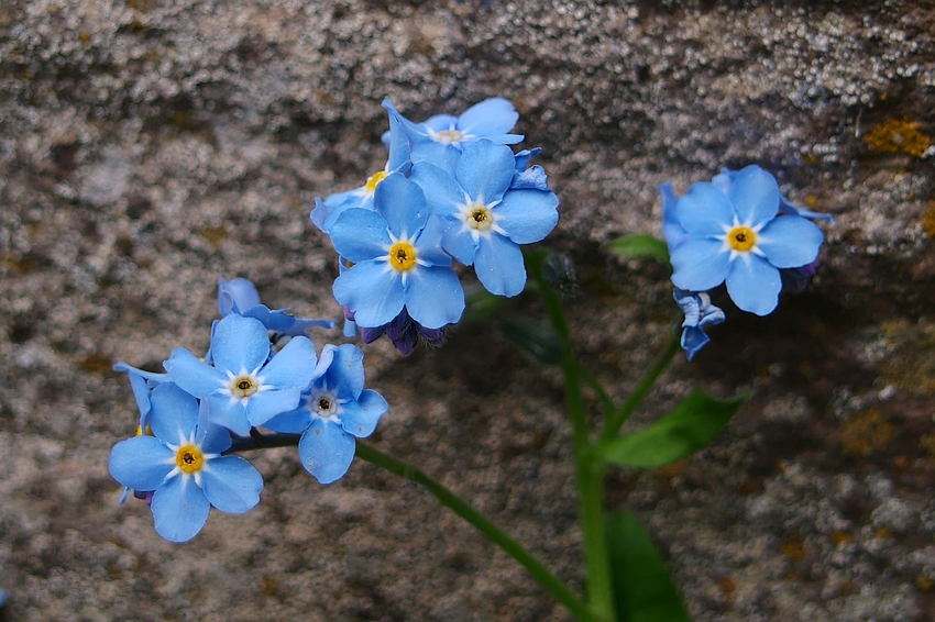 Mauerblümchen