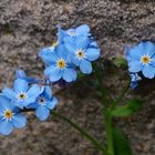 Mauerblümchen