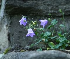 Mauerblümchen