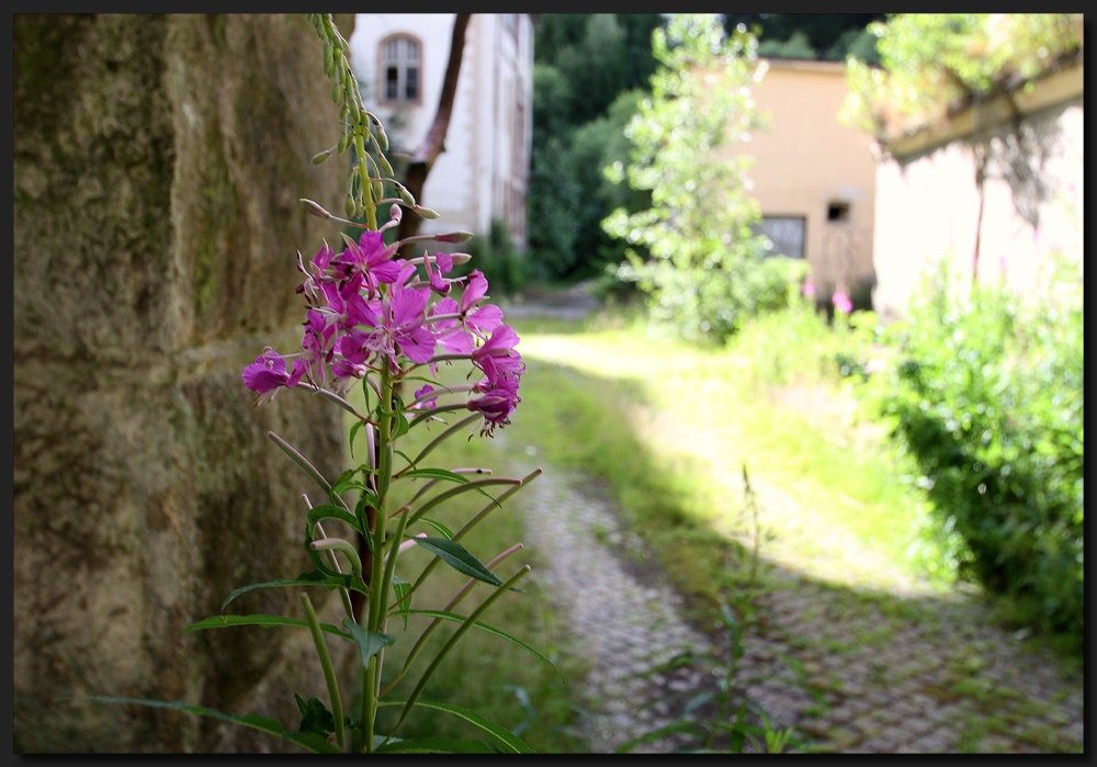 ...MauerBlümchen...