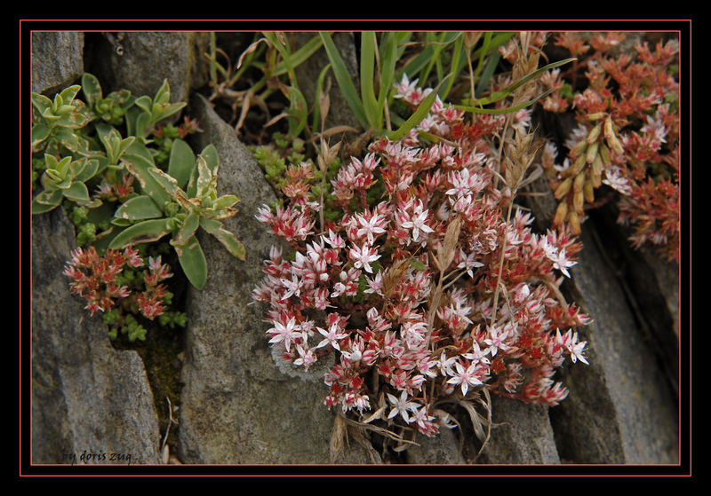 Mauerblümchen