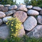 mauerblümchen