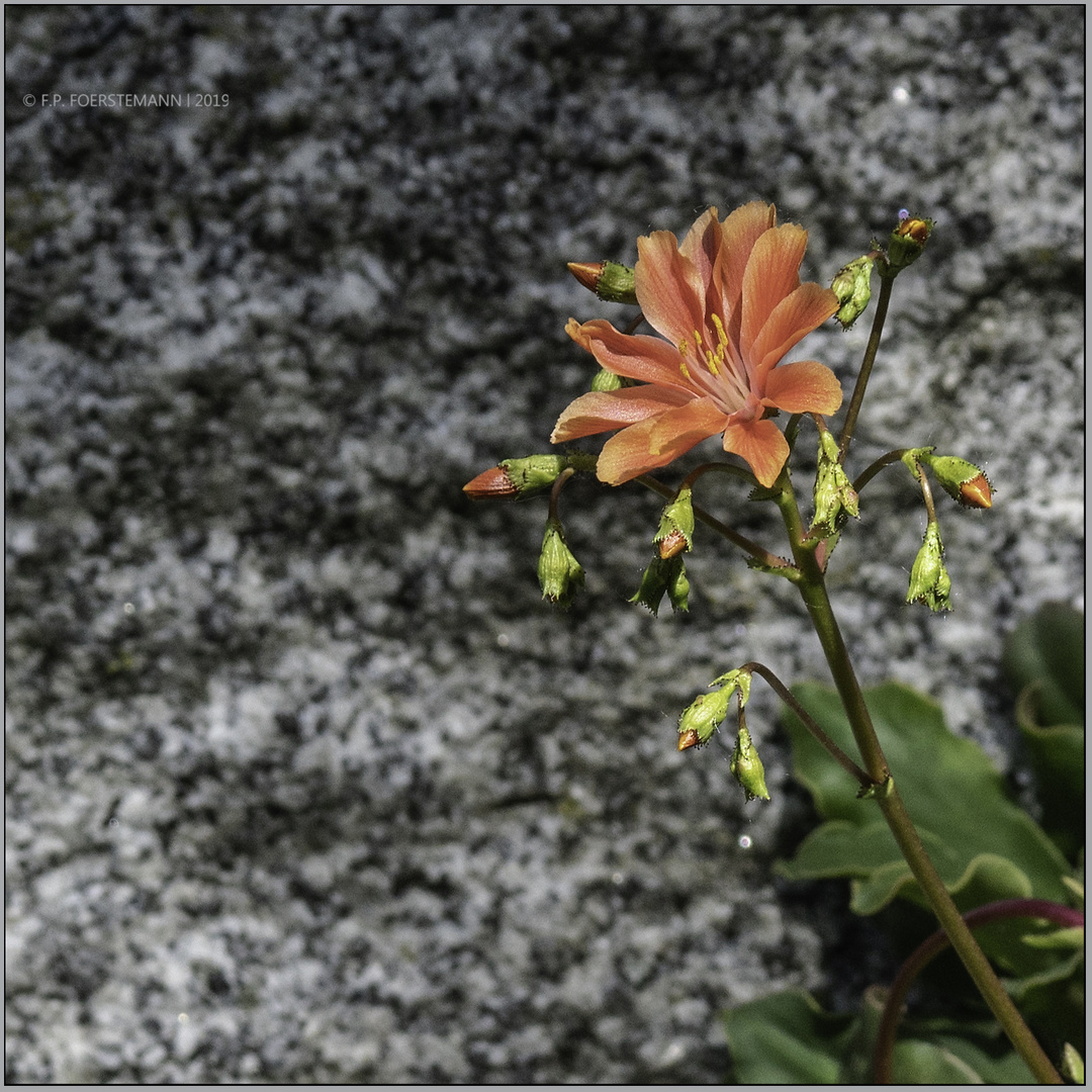 Mauerblümchen