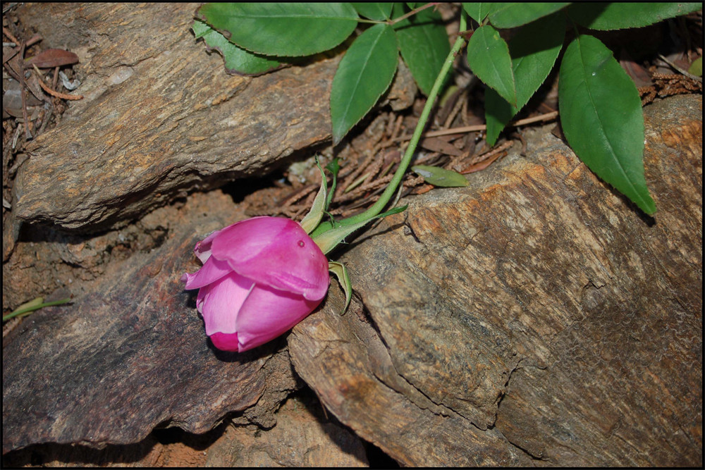 mauerbluemchen