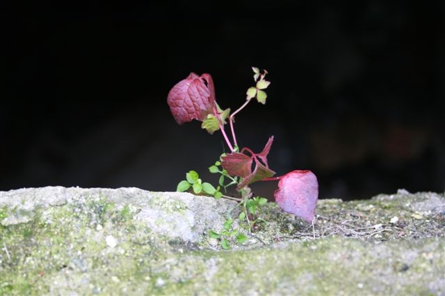 Mauerblümchen