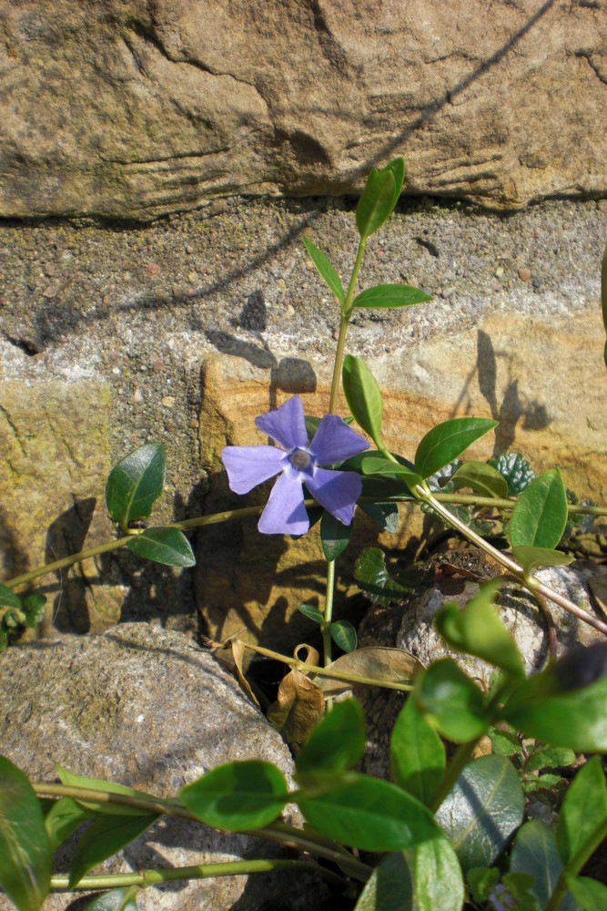 Mauerblümchen