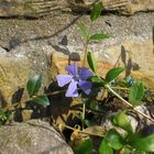 Mauerblümchen