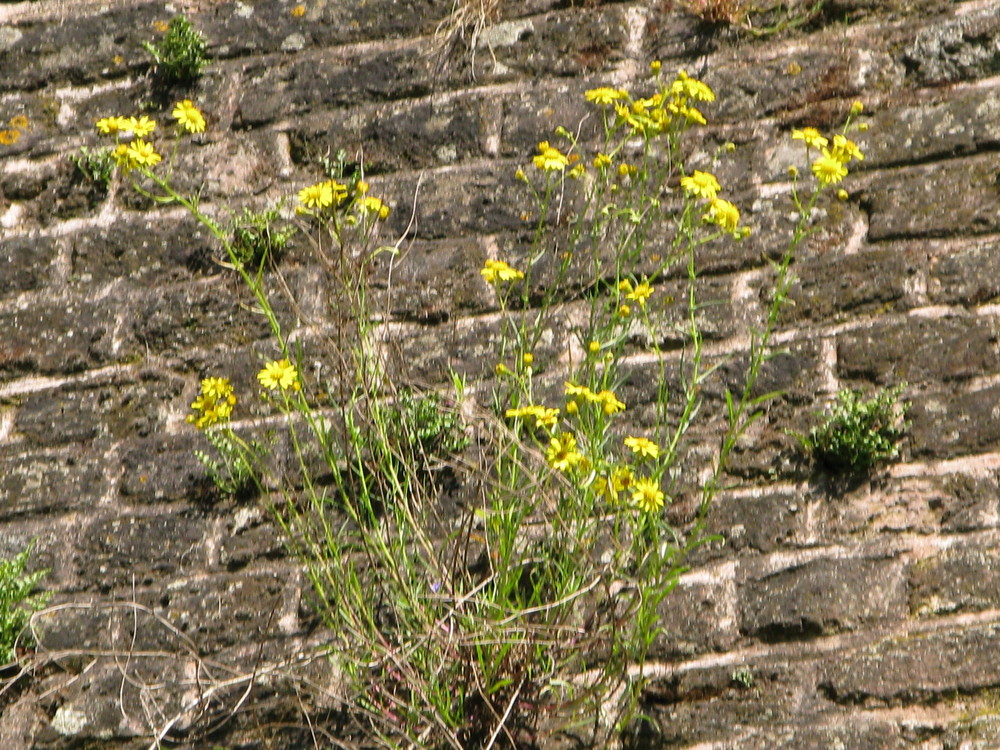 Mauerblümchen