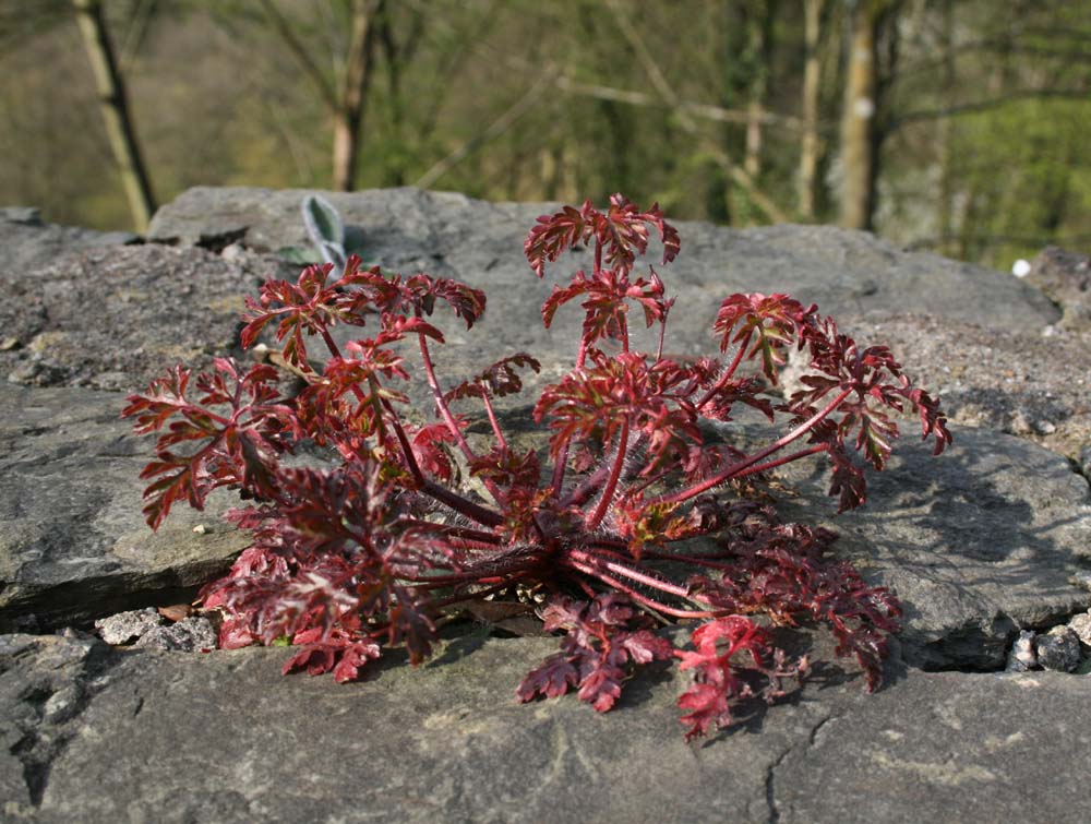 Mauerblümchen