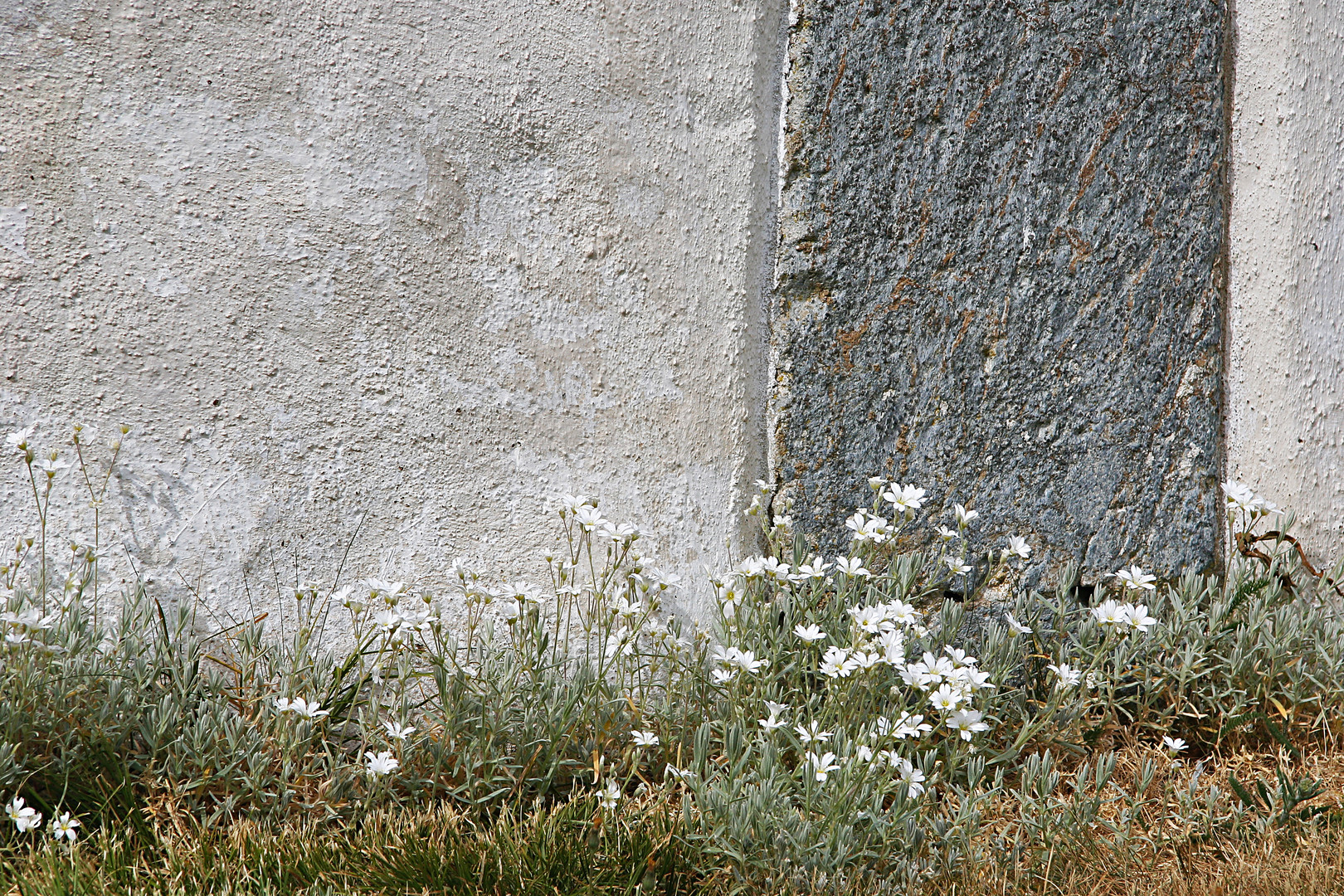 Mauerblümchen