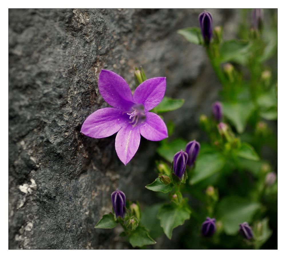 Mauerblümchen