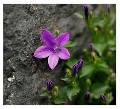 Mauerblümchen