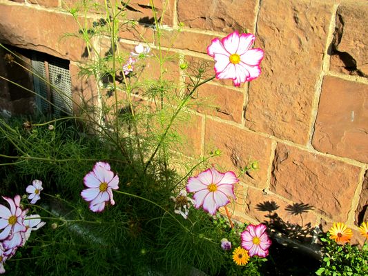 "Mauer"blümchen