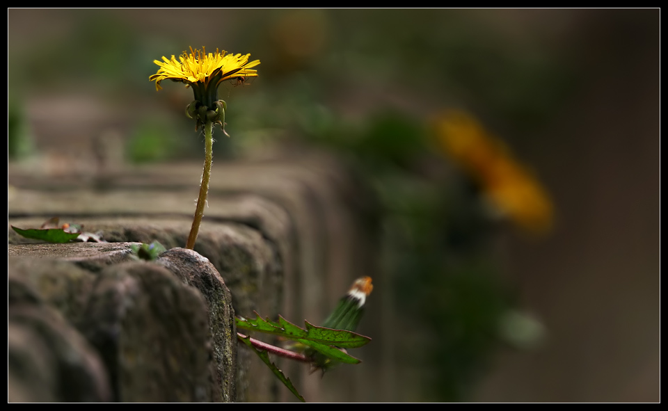 Mauerblümchen