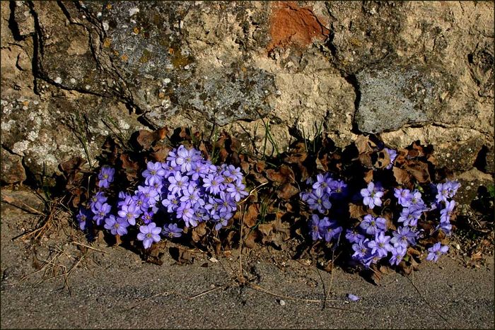 Mauerblümchen