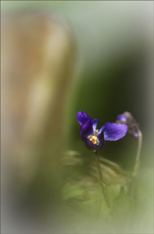 Mauerblümchen