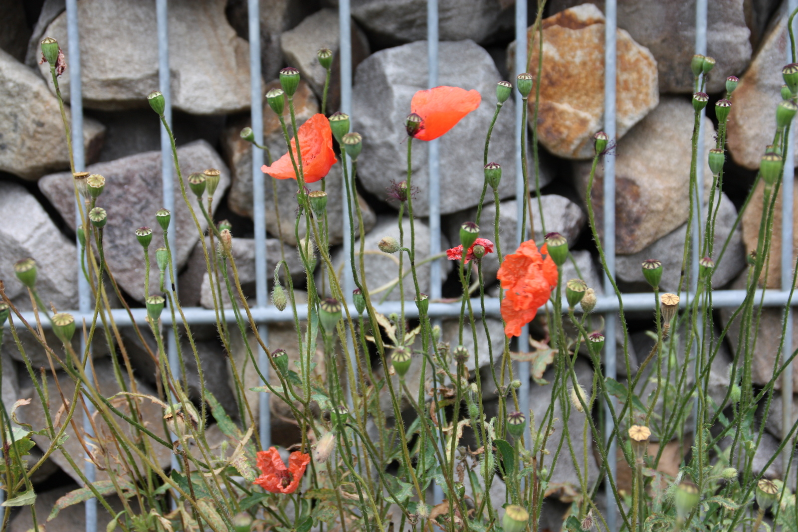 Mauerblümchen