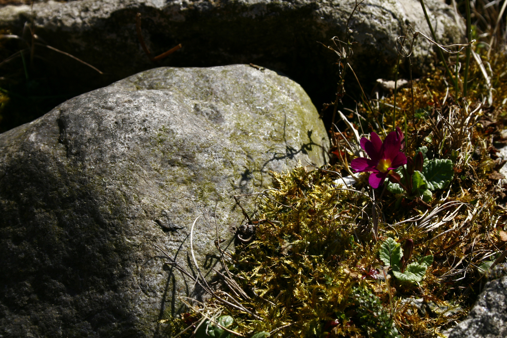 Mauerblümchen