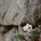 Mauerblümchen