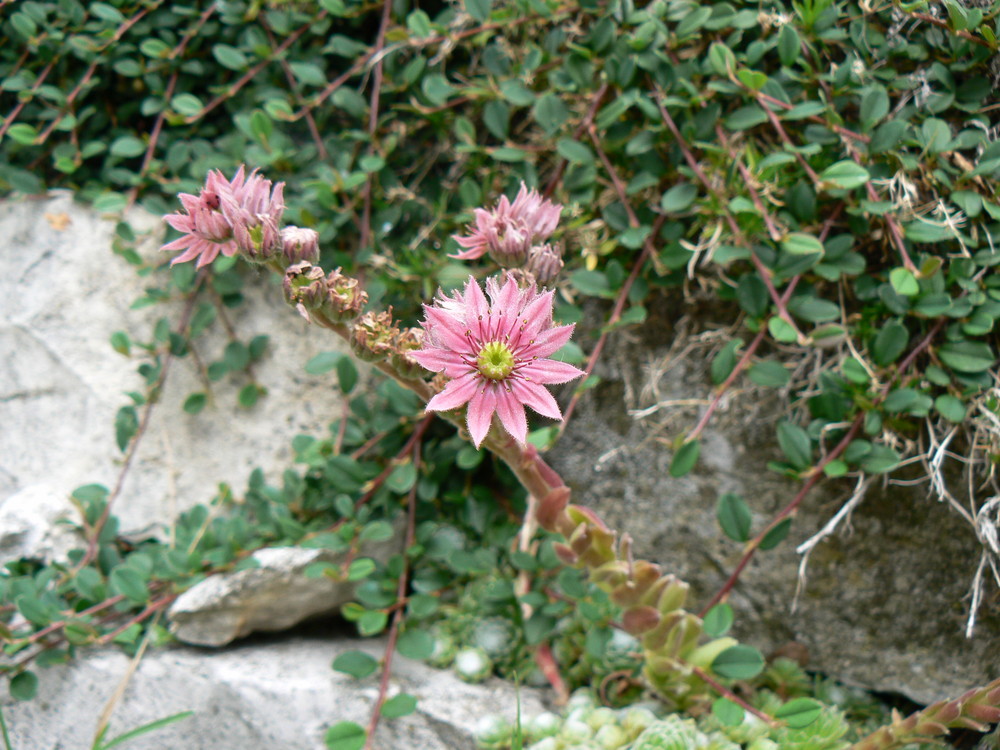 "Mauerblümchen"