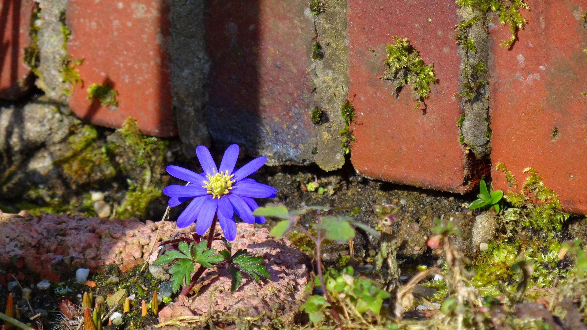 Mauerblümchen