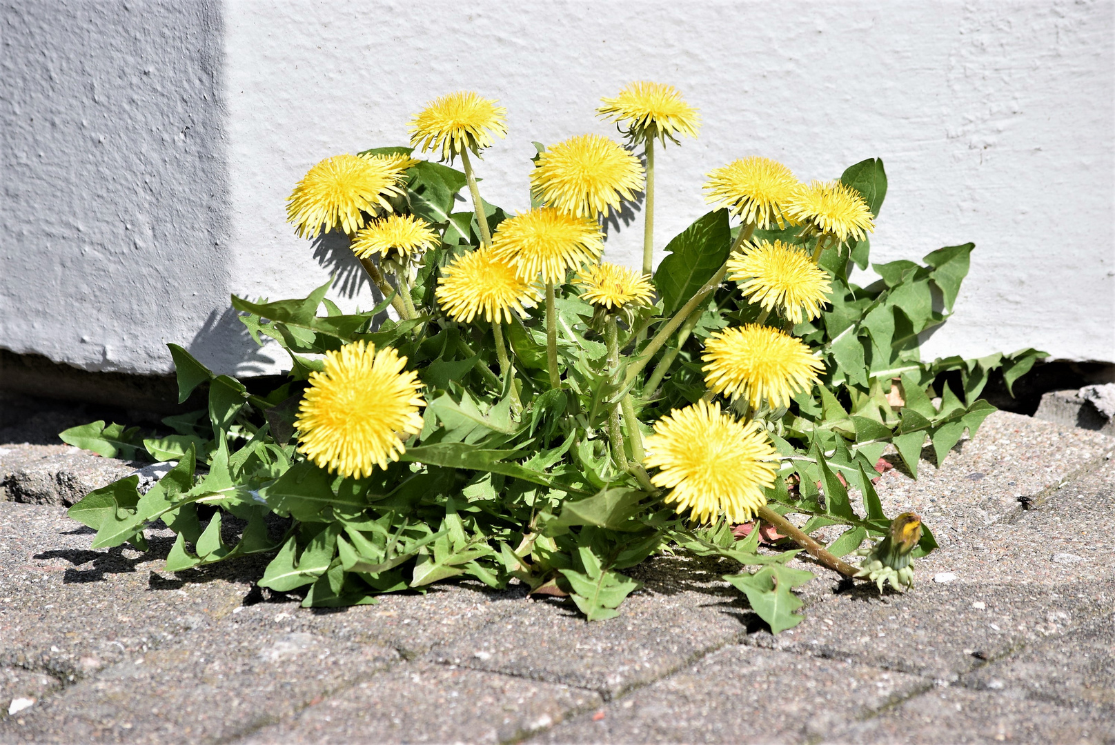 Mauerblümchen