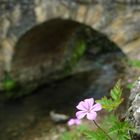 Mauerblümchen