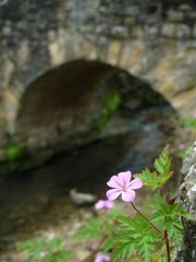 Mauerblümchen