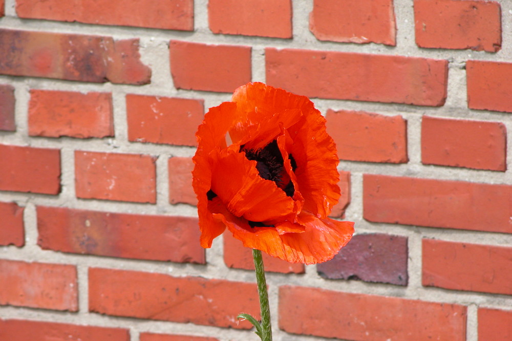 Mauerblümchen