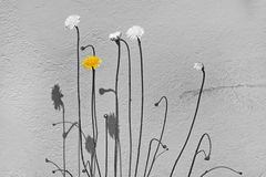 Mauerblümchen