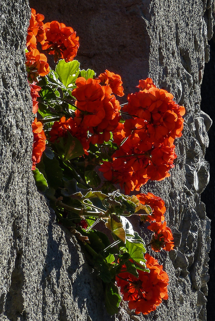 Mauerblümchen