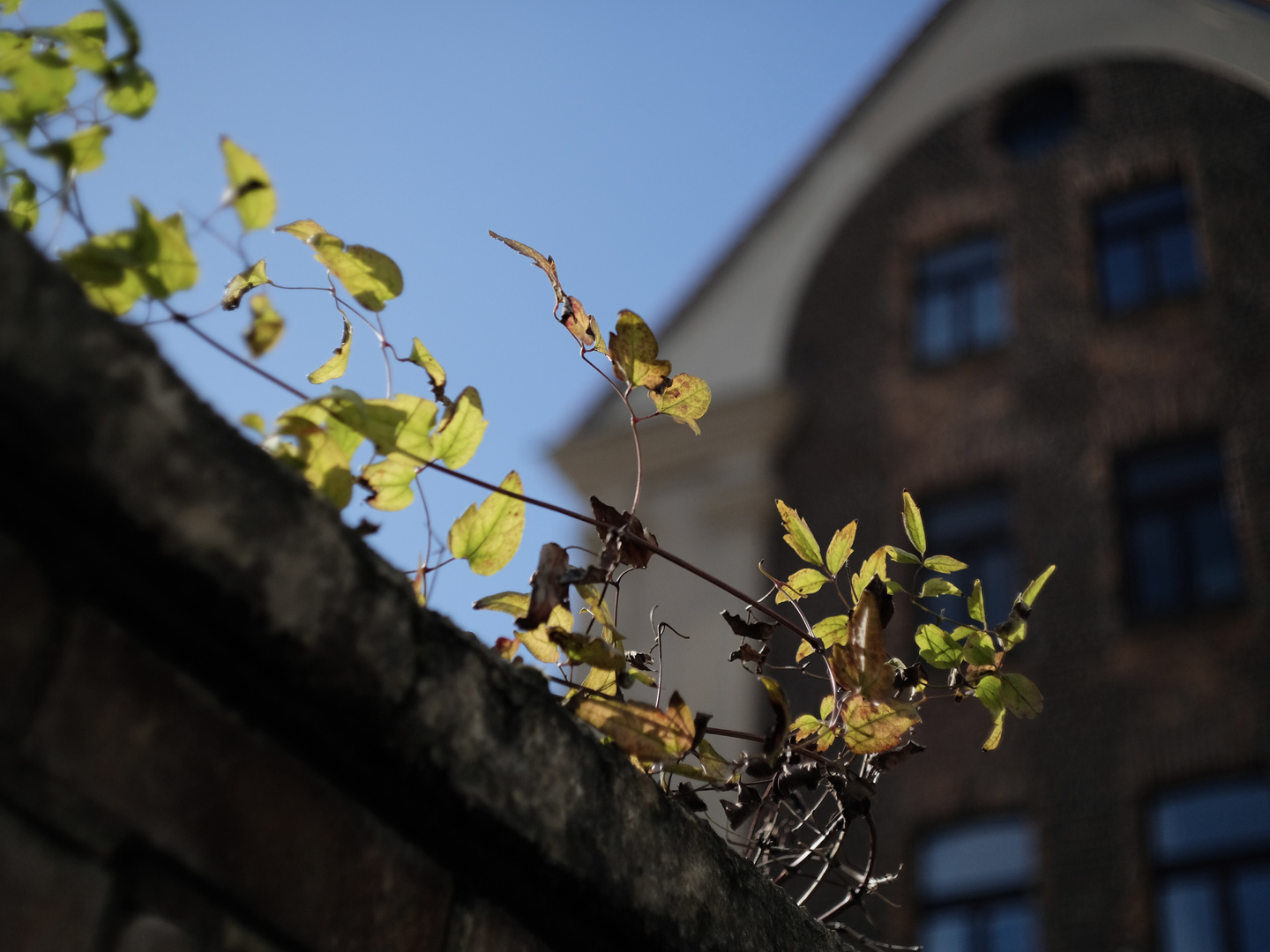 Mauerblümchen