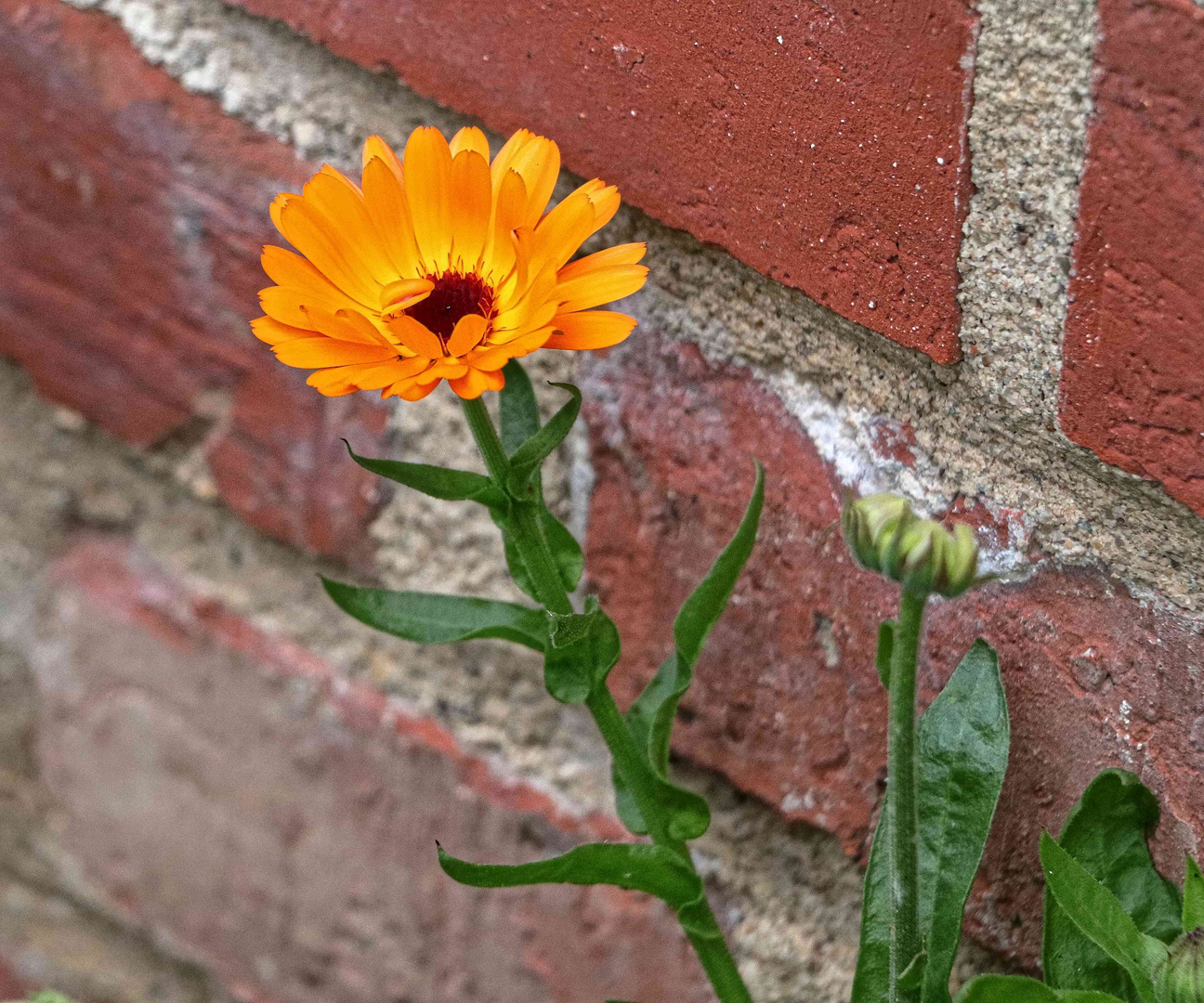 Mauerblümchen