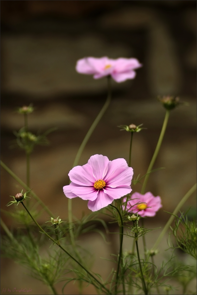 Mauerblümchen