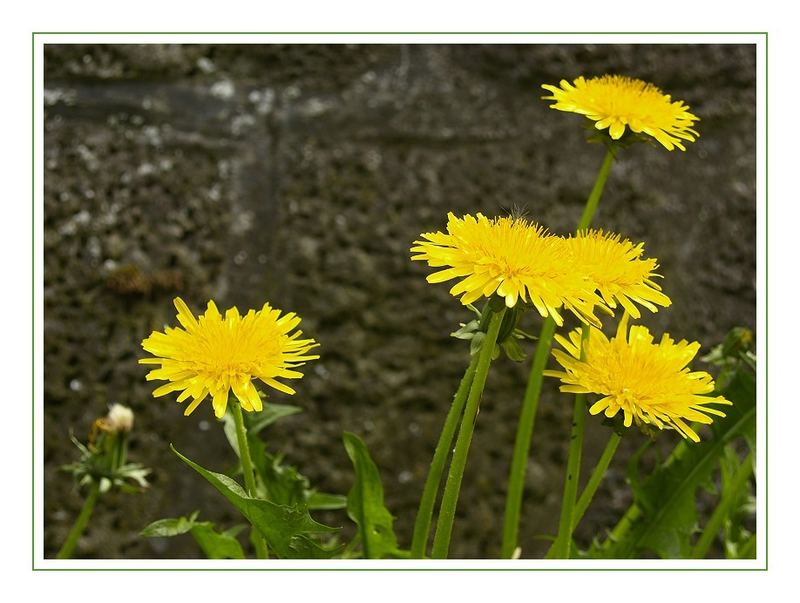 Mauerblümchen...