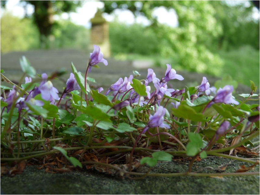 Mauerblümchen