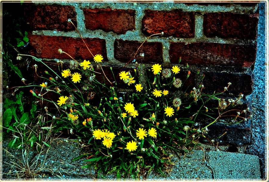 ~ Mauerblümchen ~