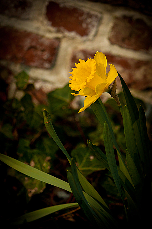 Mauerblümchen