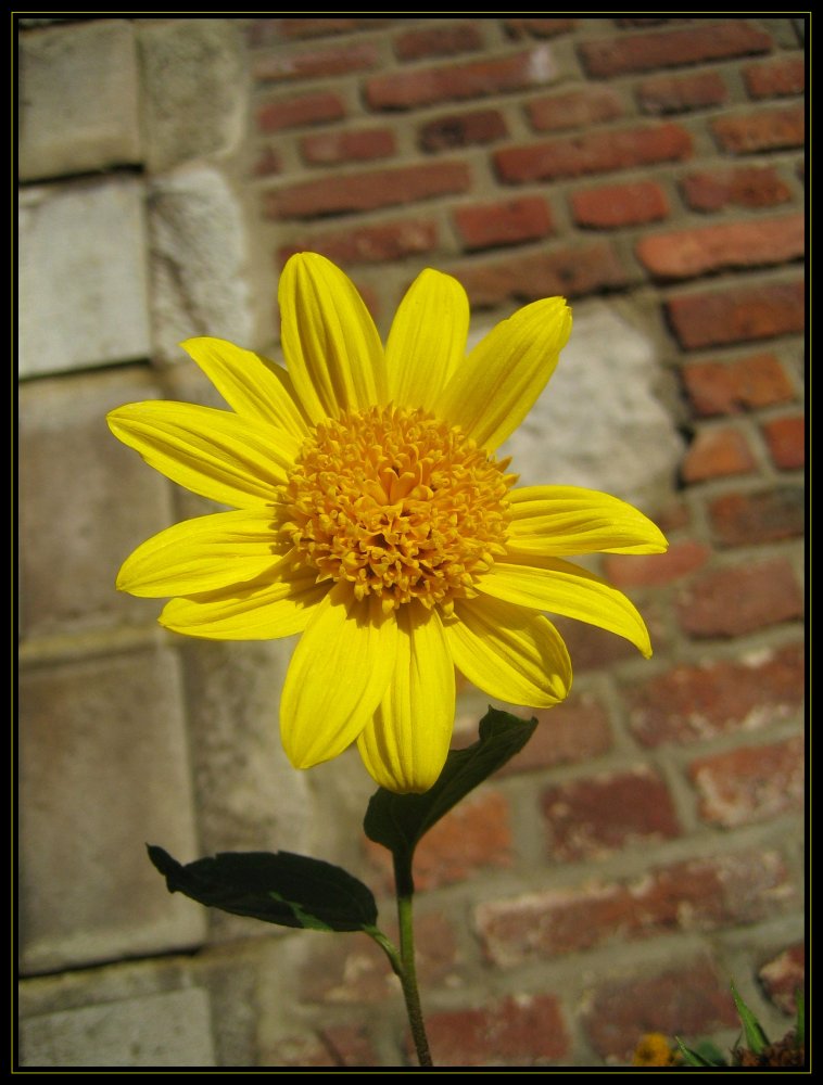 Mauerblümchen