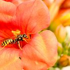 Mauerblümchen