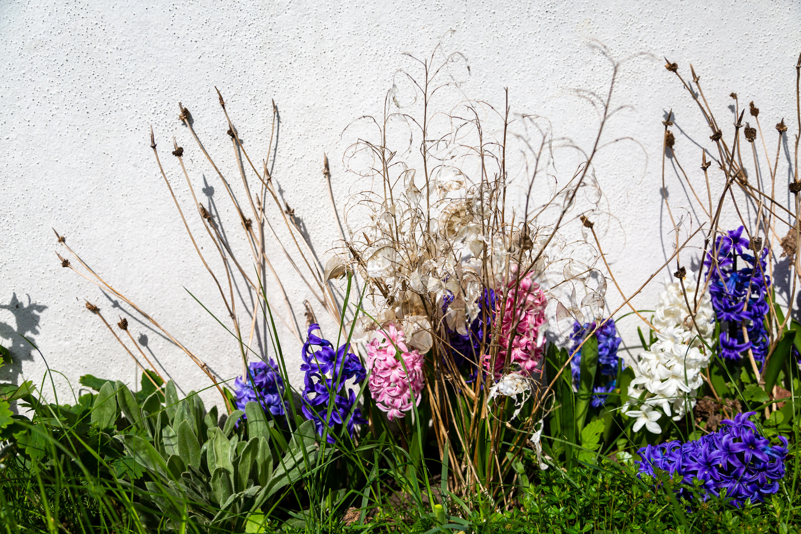 Mauerblümchen