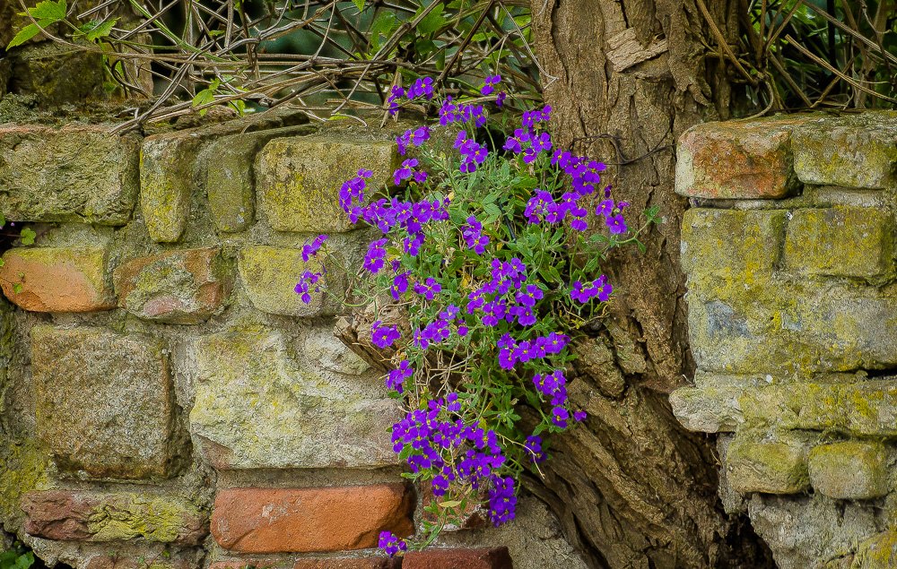 Mauerblümchen