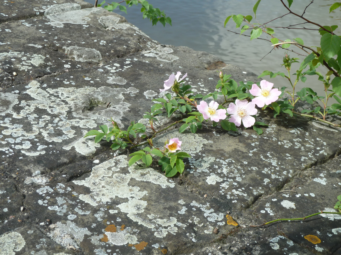 Mauerblümchen