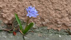 Mauerblümchen