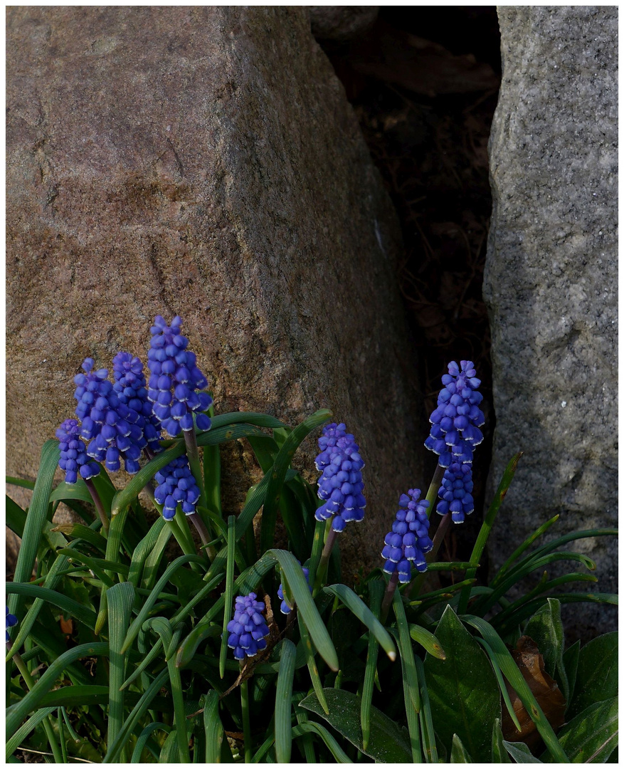 Mauerblümchen