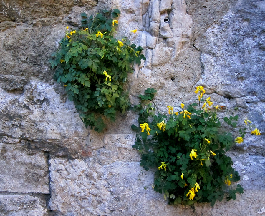 Mauerblümchen